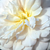 Biały  - Angielska róża - Crocus Rose